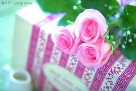 圣诞玫瑰在线观看,在线观看,探寻神秘圣诞节的浪漫传说 第3张 圣诞玫瑰在线观看,在线观看,探寻神秘圣诞节的浪漫传说 第3张